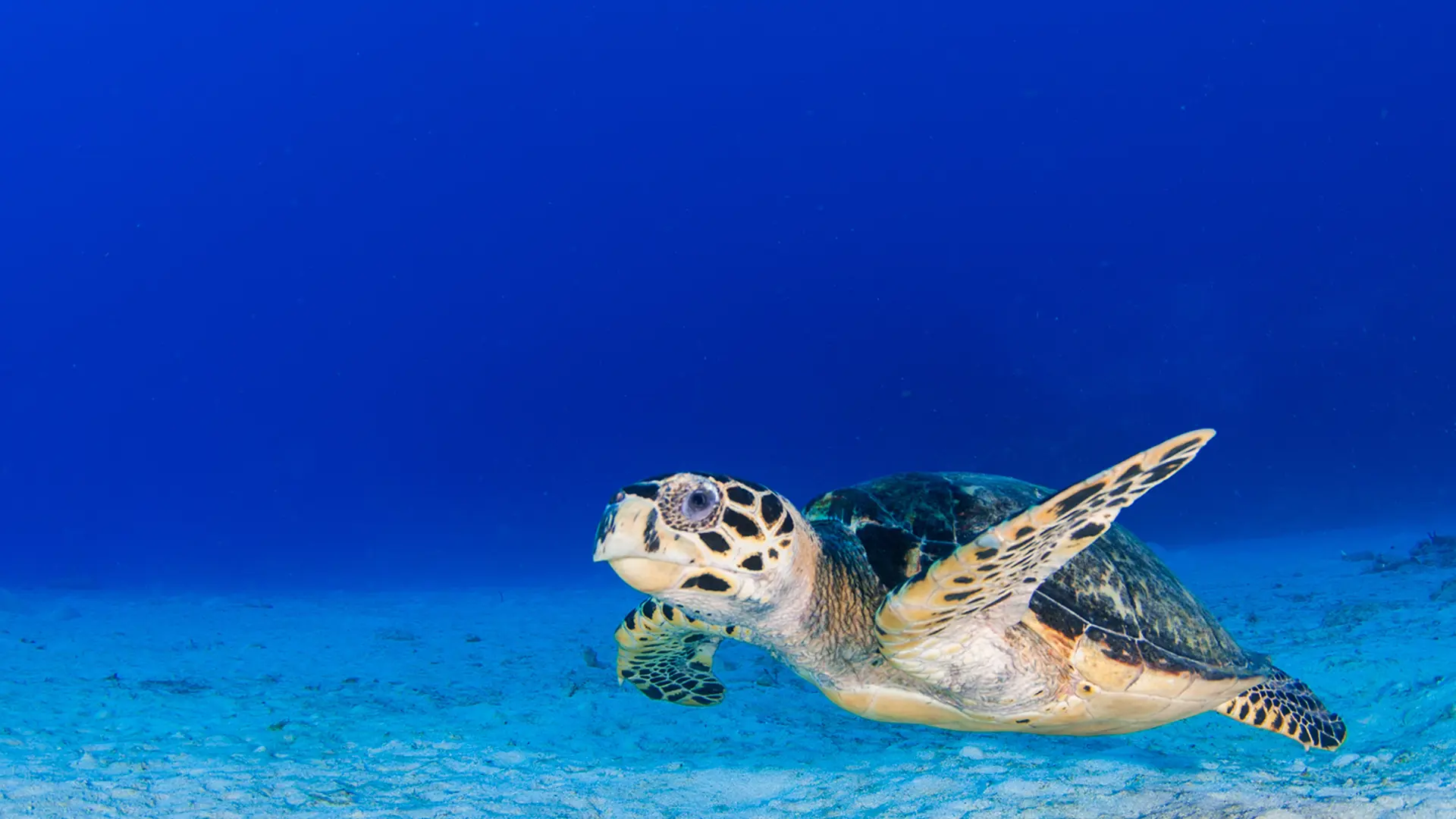Continuing a company out of the Cayman Islands